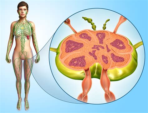 Those near the body's surface often get big enough to feel with your fingers, and some can even be seen. Do Enlarged Lymph Nodes Offer Clues About Cancer?