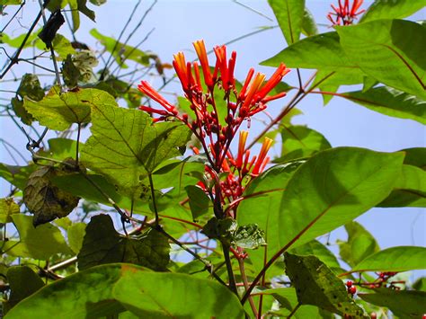 Maybe you would like to learn more about one of these? How to identify plants and trees | Florida Hikes!