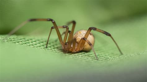 Female Brown Widow Spider