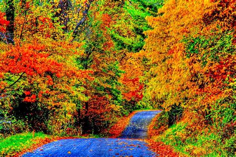 Autumn Splendor Autumn Trees Splendor Paradise Forest Side Path