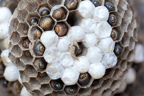 Wasp Nest With Larvae Macro Stock Photo Image Of Eggs Hive 74358206