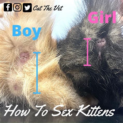 Cat The Vet How Can You Sex Kittens This Is A Question Facebook