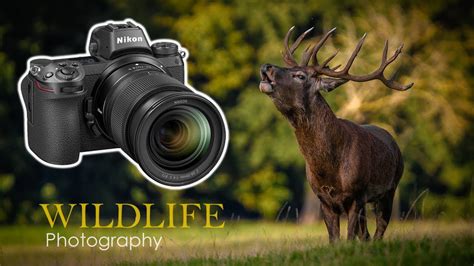 Wildlife Photography At Its Best The Nikon Z6 Youtube