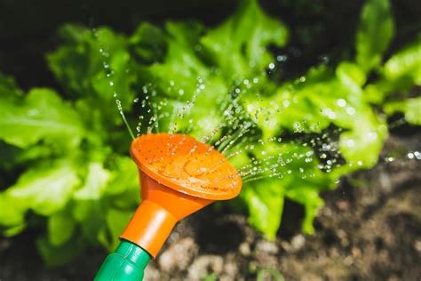 Watering Plants With A Watering Can · Free Stock Photo