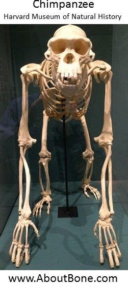 Chimpanzee Skeleton From The Harvard Museum Of Natural History Bone
