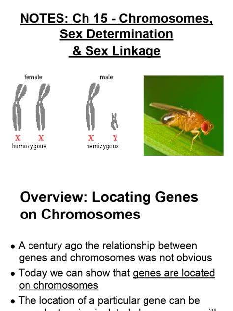 Sex Determination And Linkage Pdf