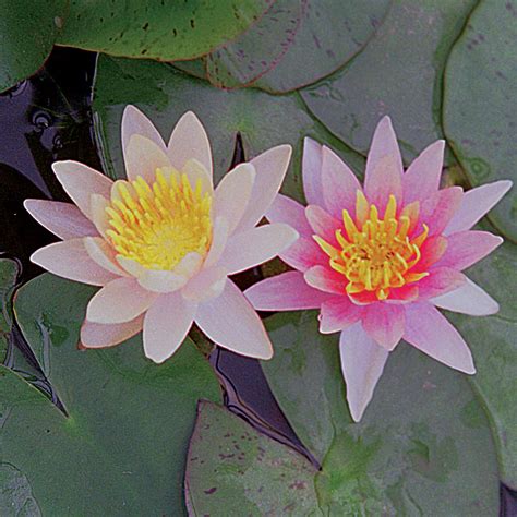 Aurora Hardy Water Lily Lilies The Pond Guy