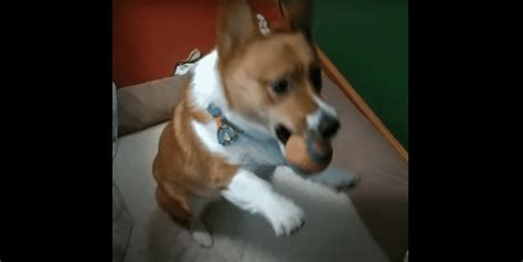 Adorable Corgi Plays Catch With His Human And The Pets Alert Form And