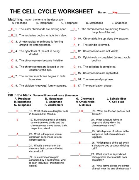 Mitosis And The Cell Cycle Worksheet Answers