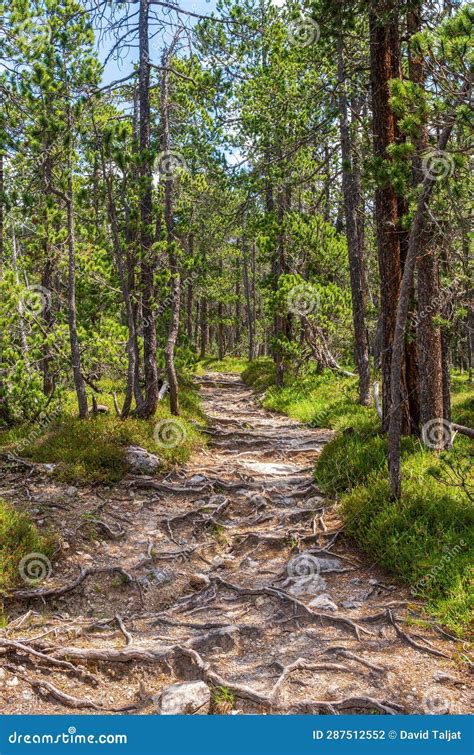 Swiss National Park Parc Naziunal Svizzer Stock Photo Image Of Path