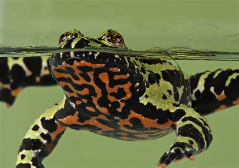 Oriental Fire Bellied Toad Facts And Pictures