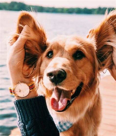 Dog Aesthetic Pinterest The Y Guide
