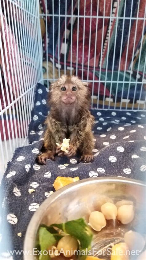 Baby Squirrel Monkeys Available Financing Available Delivery