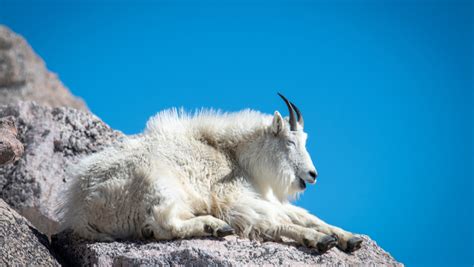 15 Must Know Facts About Mountain Goats
