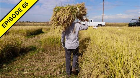 I Learn How To Harvest Rice By Hand At The Rice Experiment Station