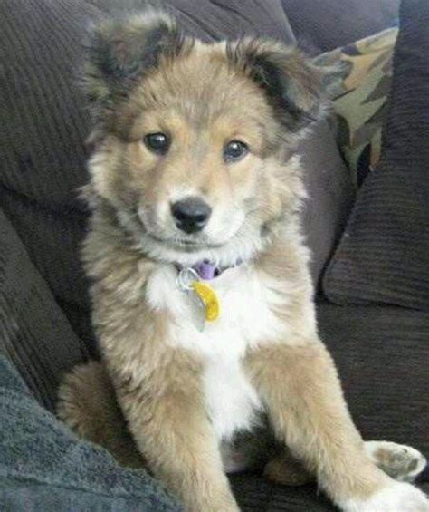 German Shepherd Collie Mix Cute Puppies Dogs And Puppies Cute Dogs