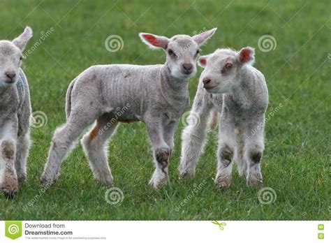 Baby Lambs Picture Image 8807466
