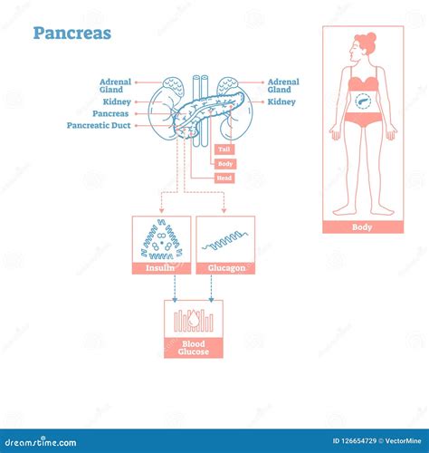 Pâncreas Glândulas Do Sistema De Glândula Endócrina Diagrama Da