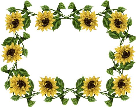 Sunflower Pics Frame Sunflowers Pinterest Beautiful Search And