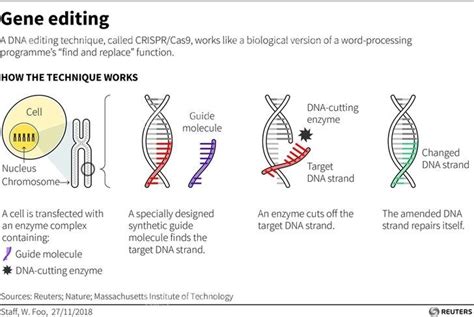 Crispr What Is Genome Editing All You Need To Know About Nobel