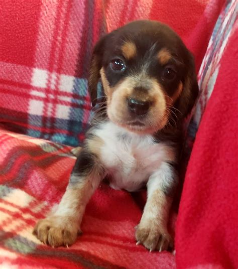 Wormed & written health guarantee. Beagle Puppies For Sale Near Me