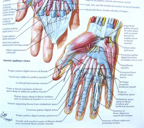 Anatomy And Physiology Hand Anatomy Wrist Anatomy