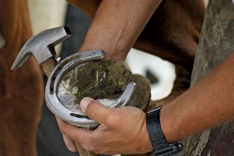 Horseshoe Shoeing Farriers Blacksmiths Britannica