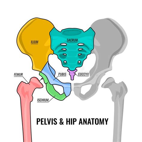 Parts Of Pelvis