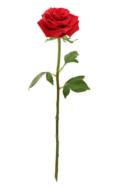 One Red Long Stem Rose Close Up Isolated On White Stock Photos
