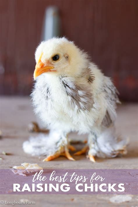 Raising Baby Chicks Longbourn Farm