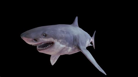 Shark 3d Model By Jakaboxjumping B7c7aa8 Sketchfab