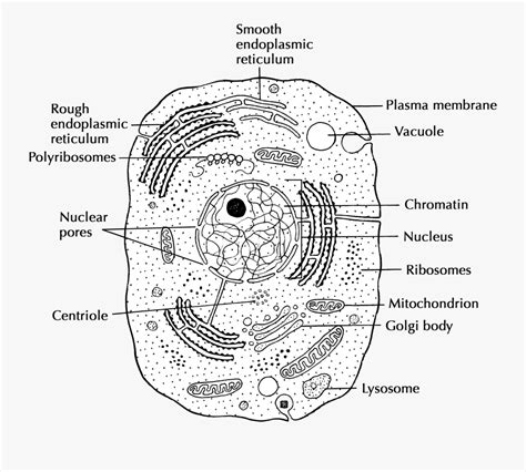 This online quiz is called parts of an animal cell with notes biology, cells, life science. Structure And Function Cells - Animal Cell Simple Drawing , Free Transparent Clipart - ClipartKey