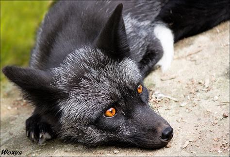 Welcome To Animal Cognizance Photographs Of Black Animals