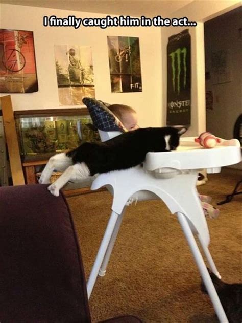 10 Times Cats Were Caught In The Act Funny Animal Photos Funny Animal