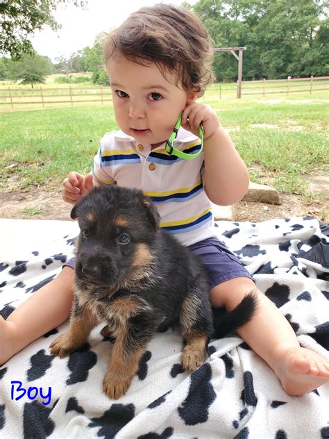 Heritage Hills Ranch German Shepherd Puppies For Sale In Texas