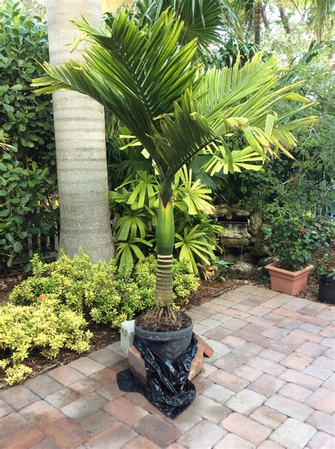 Dwarf Areca Catechu In South Florida Discussing Palm Trees Worldwide Palmtalk