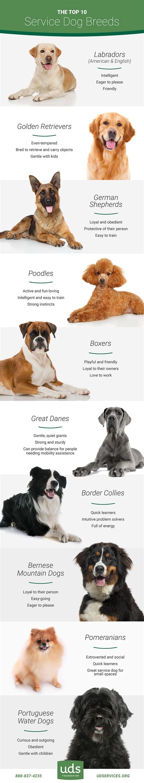 Best Dog Breeds For Service Animals