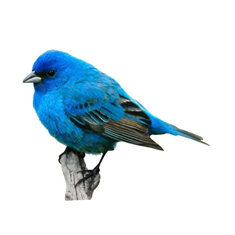 Blue Bird Png Images Blue Bird Bird Photo Clipart