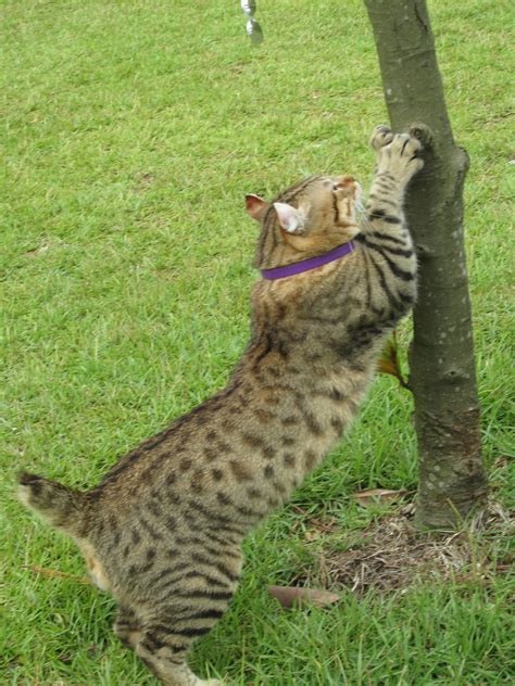 She is also bred for a litter for beginning of march. Highland Lynx Cubs of the Past : SherBobsExoticCats.com