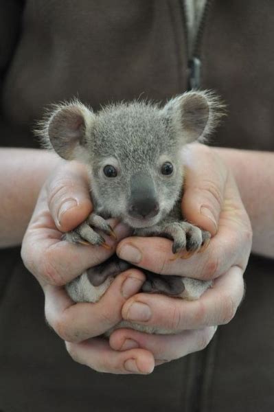 Of course this isn't all of the different types of baby birds we see. Baby Koala Bears