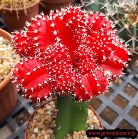 They are tolerant to drought so don't worry about troubles with watering. Moon cactus - How to grow & care