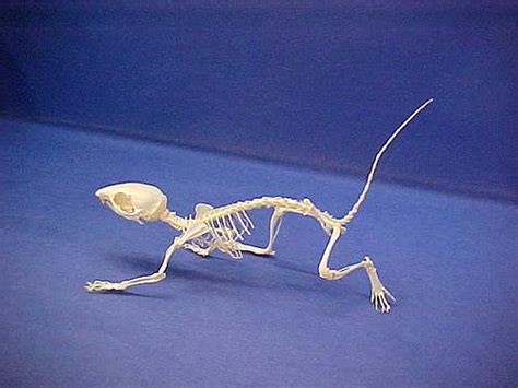 Eastern Chipmunk Skeleton Skeleton Animal Skeletons Skull And Bones