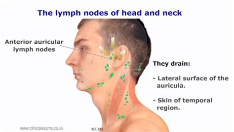 Anatomy Of Neck Lymph Nodes