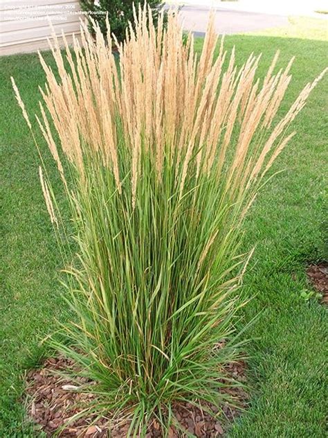 Feather Reed Grass Aka Calamagrostis Acut Karl Foerster Live Plant