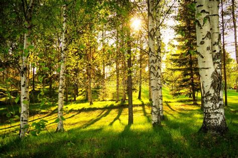 White Birch Trees In Forest With Sun Stock Photo Image Of Forest