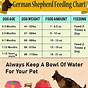 Female German Shepherd Feeding Chart
