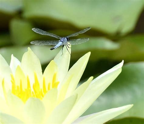Dragonfly Settling On Flower Photo By Elly Jackman World Photography
