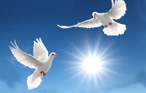Wallpaper Sky Sun Pigeons Images For Desktop Section природа Download
