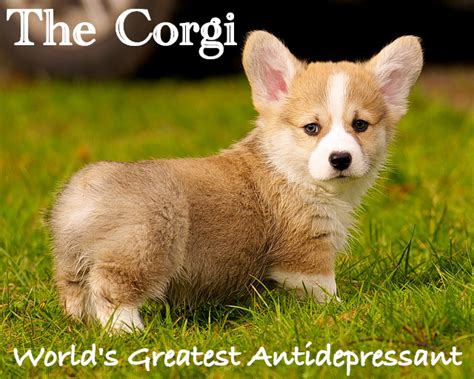 Top 8 Funny Corgi Memes That Make You Feeling Happy Buzz Pets