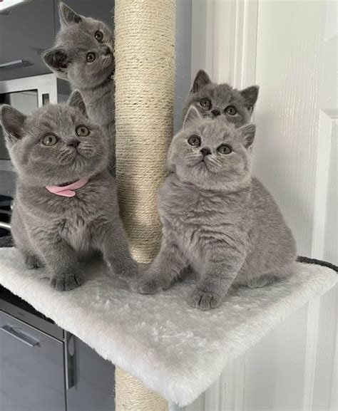British Shorthairs Available